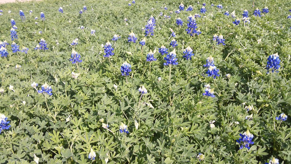 On the way to #VFshowcase and saw lots of bluebonnets at the bus stop. How Austin is that?