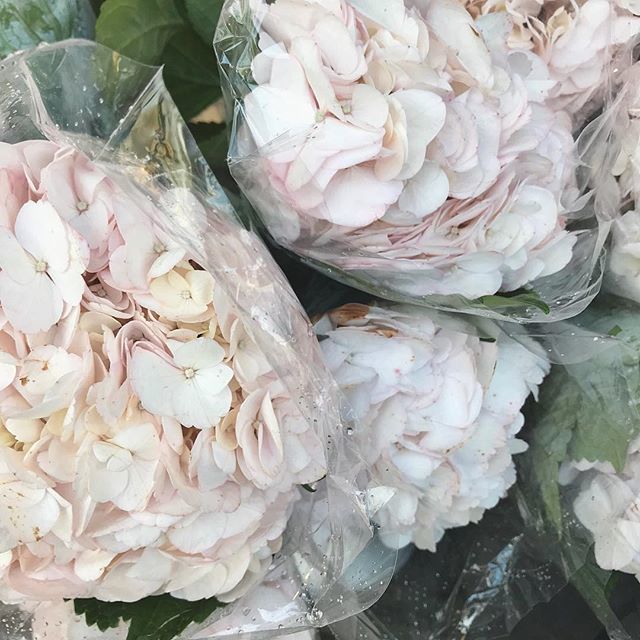 VeronikaNovot's tweet photo. Quick, quick flower run this am. Then off to shoot two client collabs + prep for a meeting. Busy, busy!! But the weekend is near, and so is spring break! Can’t wait for two weeks off with my honey!! 🙌🏻 #flowerrun #flowersofinstagram #lifestyleblogger… https://t.co/uDraBpWfBP https://t.co/6KxQU9zm8O