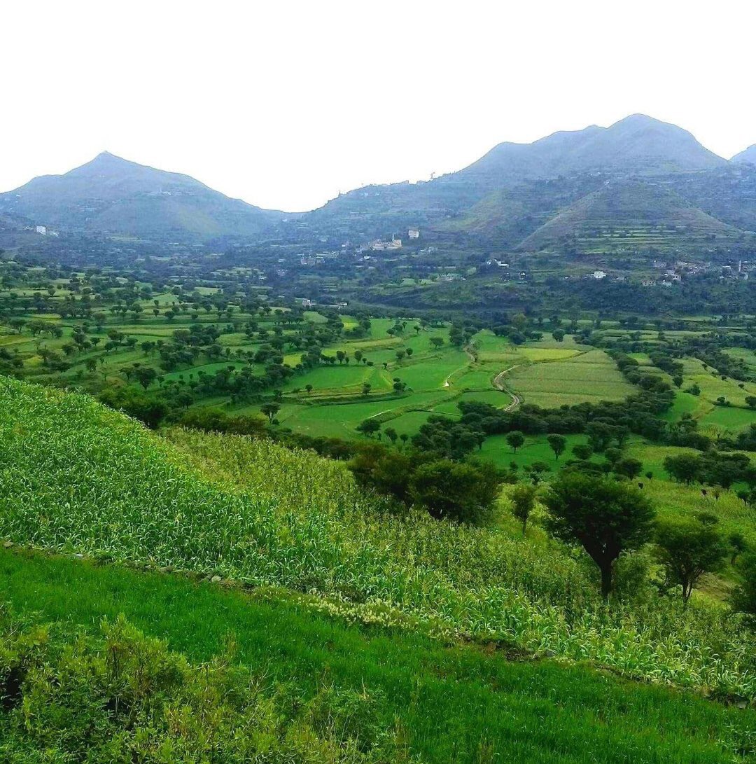 وما إب إلا جنــة الدنيــا إذا ما أكتست 

بِحُلــة خضراء مطـرزة بالذهب 
#إب_اليمن ❤️🇾🇪
#غرد_بصورة 
#قروب_بنات_اليمن