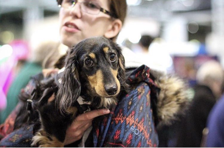 Fachshund's tweet image. Our crufts post has just gone live on the blog! fachshund.blogspot.co.uk/2018/03/crufts…