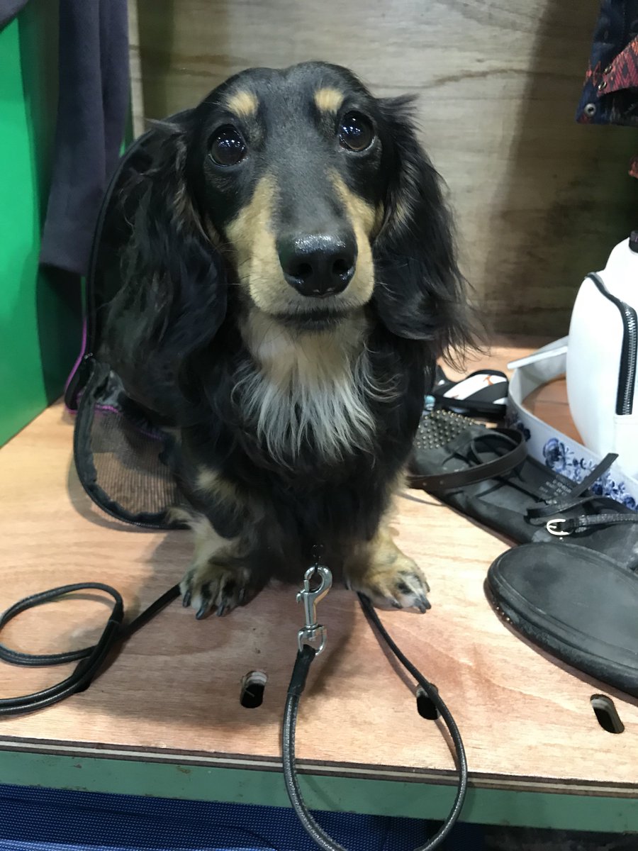 Fachshund's tweet image. Our crufts post has just gone live on the blog! fachshund.blogspot.co.uk/2018/03/crufts…