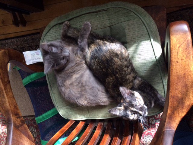No wonder I can't get any work done. My kittens have adopted my desk chair.