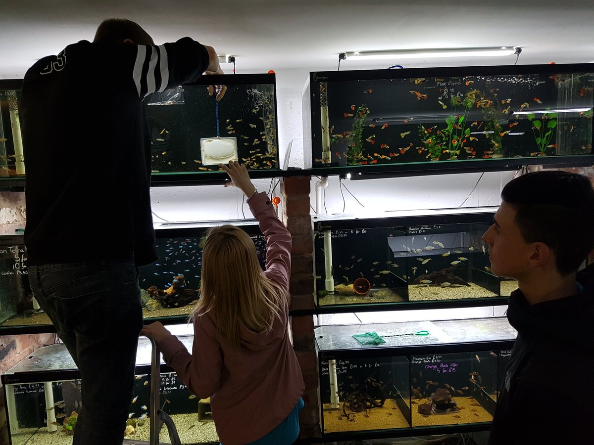 Sevenhills___'s tweet photo. PLG - Clyde choosing the new additions to our classroom tank. Fishy friends 🐠🐡🐟 coming your way @PhoenixPark_ after Easter. #PLGclyde #livingthings #fishyfriends #responsibility https://t.co/hD7j4q6Jat
