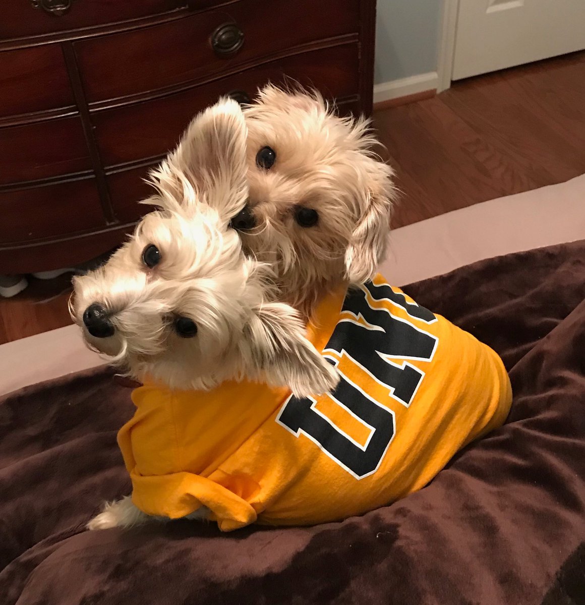 sawilli3's tweet image. Mini and Moe all ready to watch the big game. #letsgoG #uncgpets @uncgsports @UNCGBasketball