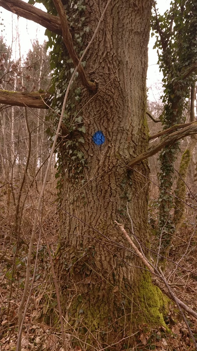 Boswachter_Marc's tweet photo. Of hier wat beelden van vandaag tijdens een #hamering met #boswachter @DDeheyn in #Meerdaalwoud.
1. #Zomereik #MonumentaleBoom in wording
2. Detail zomereik
3. #GewoneEsdoorn met #Klimop
#QDBosbeheer #Toekomstbomen #DuurzaamBosbeheer #biodiversiteit https://t.co/QEuOSzODqP