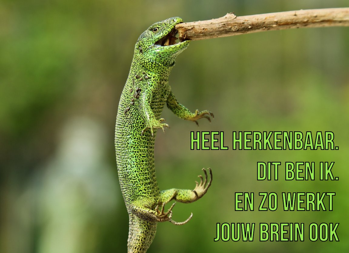 marrhoe's tweet photo. Help, ik heb een reptielenbrein (maar jij lekker ook). Gisteren ontdekt tijdens een Masterclass #Neuromarketing &amp; Sales Psychologie. Ontzettend handig om te weten als #copywriter en #contentmaker 😉 https://t.co/V3AzdicTYC