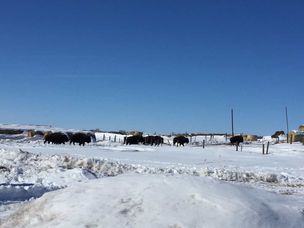 SouthRanchTim's tweet photo. They came , they saw, they left #ranchlife
#NorthernSaskatchewan #BisonRoaming https://t.co/PrHfAAnDdO