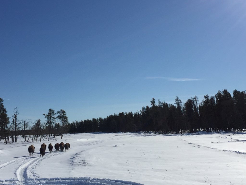SouthRanchTim's tweet photo. They came , they saw, they left #ranchlife
#NorthernSaskatchewan #BisonRoaming https://t.co/PrHfAAnDdO