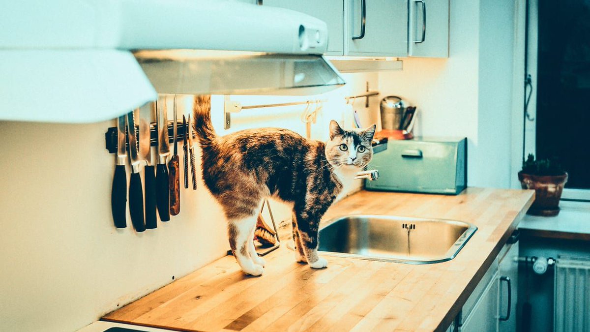 This LED cabinet light destroys harmful bacteria in your kitchen buff.ly/2pdnyop