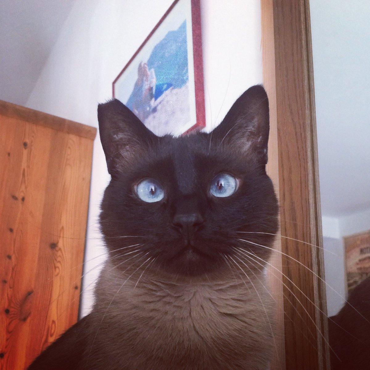 crazymaddy75's tweet photo. Those blue eyes ❤️ how can I resist? #cat #blueeyes #LoveYourPetDay https://t.co/n4wpevBn7v