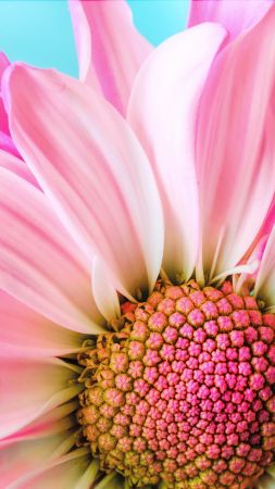 relationship5_'s tweet photo. beautiful flower https://t.co/R7eFegJa0h