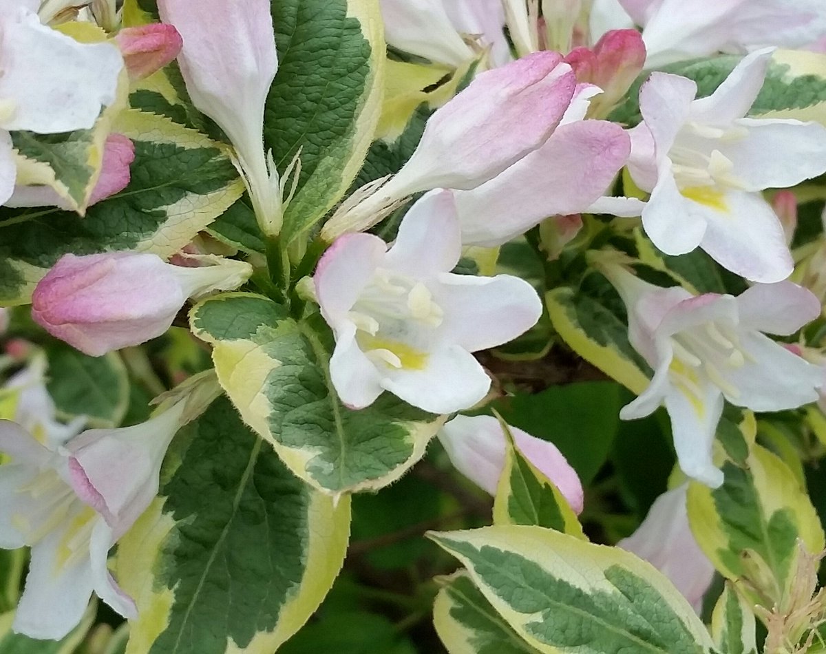 Keri_Olson's tweet photo. Go outside. Spend time in nature. It will soothe and invigorate. #SpringForward #DaylightSavings #nature #ThursdayThoughts https://t.co/JNRUXYstOr