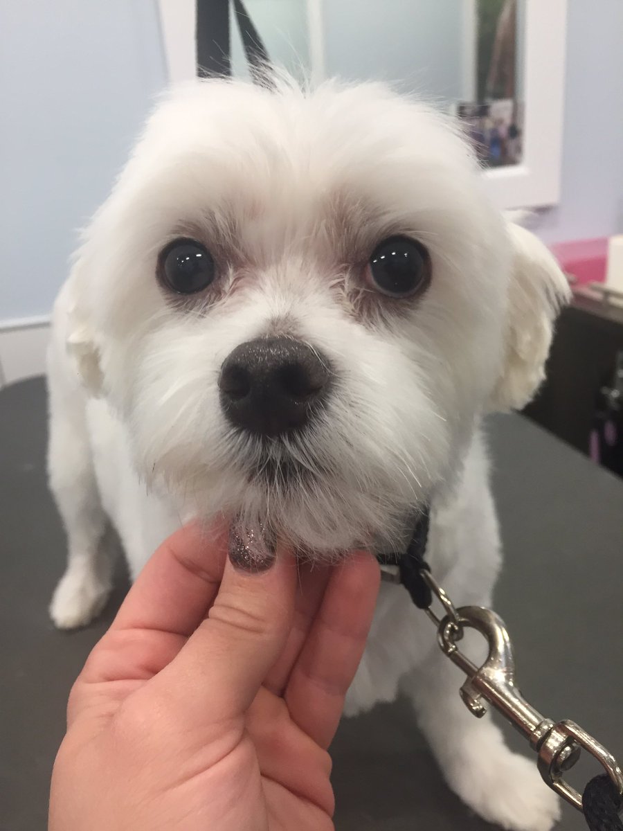 #northeastgrooming @LauraG_DAT North Babylon 2743 Groomer: Lauren