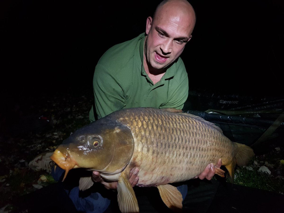 34lb english common on a2 creamy toffe