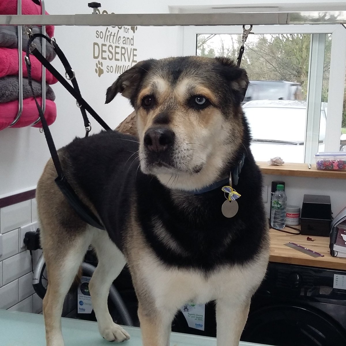 groomforimprove's tweet photo. Groomed the family dog today ❤ #mongrel #crossbreed #husky #bullmastiff #dogsoftwitter #DogGrooming https://t.co/3TV64YFZuQ