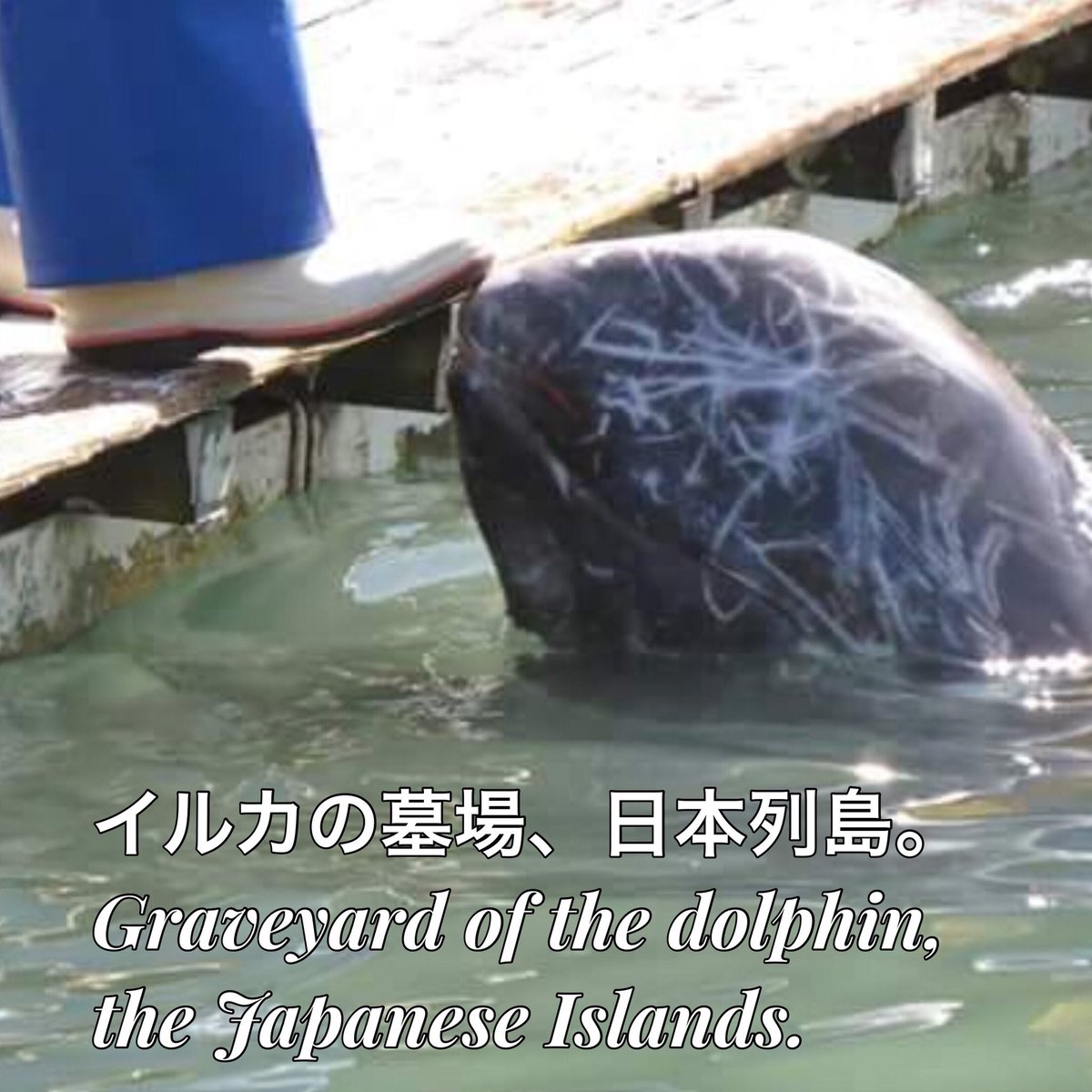 moejunko's tweet photo. #Broome #Klaksvic #ワールド牧場 #osakaECO141807 @DanishEmbTokyo @kamoseaOfficial @enosui_com @TOBA_AQUARIUM #名古屋港水族館 #ドルフィントレーナー #WAZA
#須磨水族園 #水銀 #CMS #IFAW #城崎マリンワールド #関空 #ytv #ktv #TBS #MBS #GrindStop #漁村
#拉致 #伝統
🐶#BIEw https://t.co/LMtxAucbwW