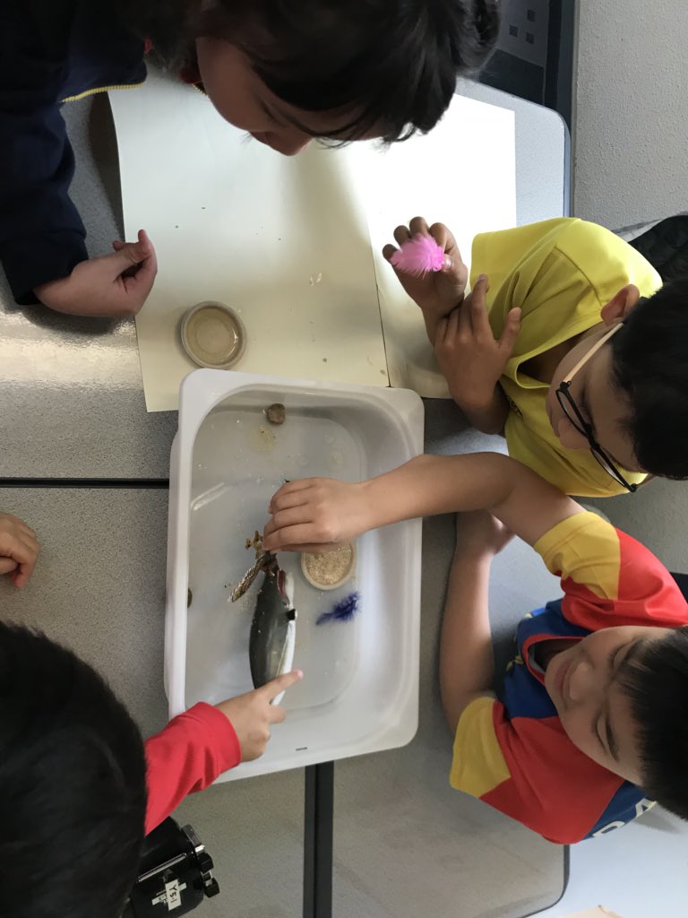 MsKellie_PYP's tweet photo. Ss inquired into the properties of oil to discuss the environmental ramifications of oil spills. Ss had to be innovative in the ways they separated and disposed of the oil from the spill zone, minimising environmental damage. #pypeducators #causation #responsibility https://t.co/XkiRT9gMy9