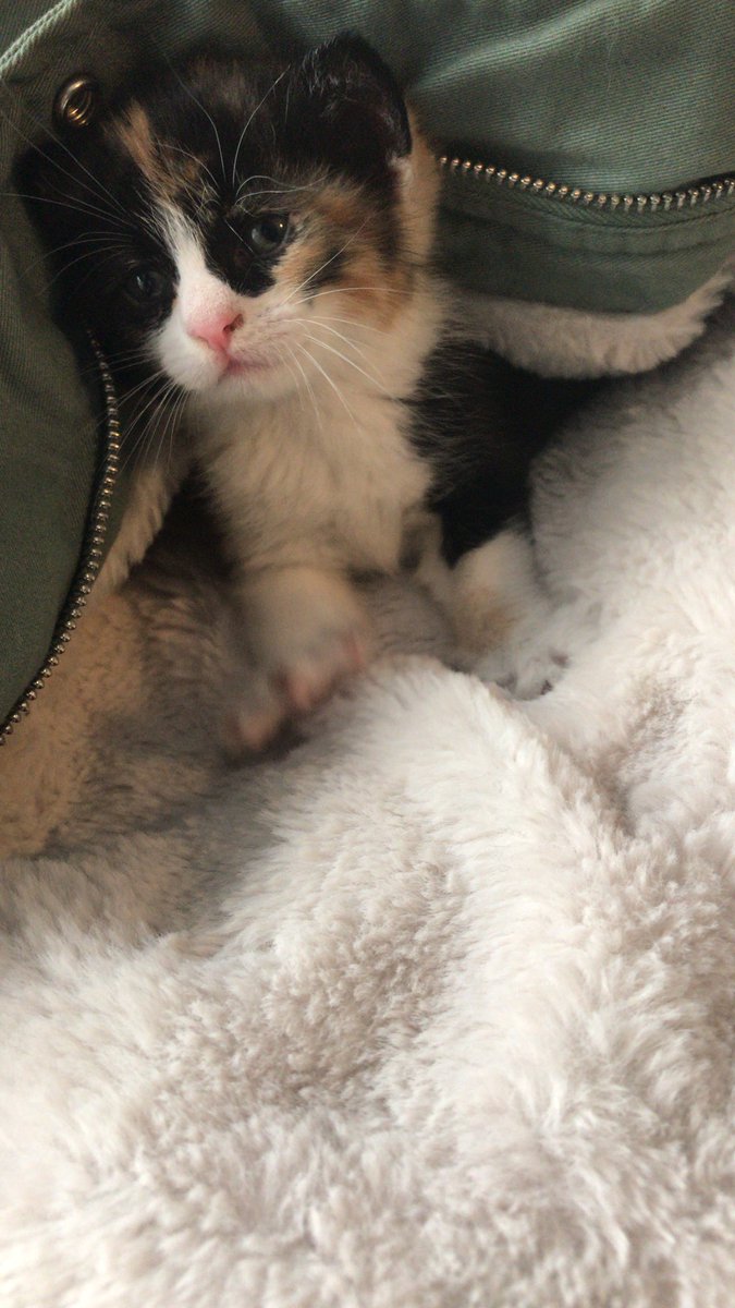 Bu 4 haftalık minnoşa yuva arıyorum. Dişi aşırı oyuncu. Parazitlerini ben yaptırcam. İsteyen ses etsin.