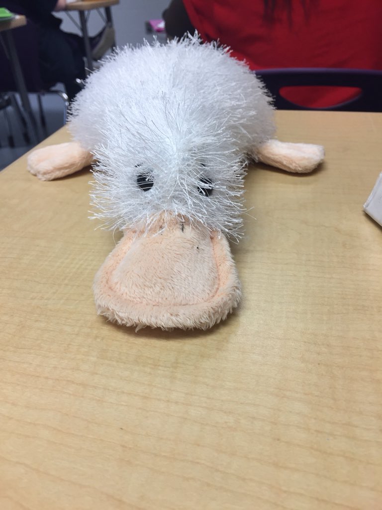 LBGSoccer's tweet photo. Meet Phil, our LBVGS adopted platypus. Phil travels around with a player after each game who has showed sportsmanship and played a critical part in team success in the past game. #phildoesintroductions https://t.co/wIVynKYkg6