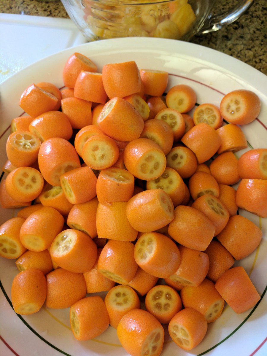 TheCanarella's tweet photo. @PenrithOrange What a wonderful event wish I could be there with some of my Kumquat Marmalade just got done picking the tree's. Have fun and don't get to sticky! https://t.co/r28maATkhf