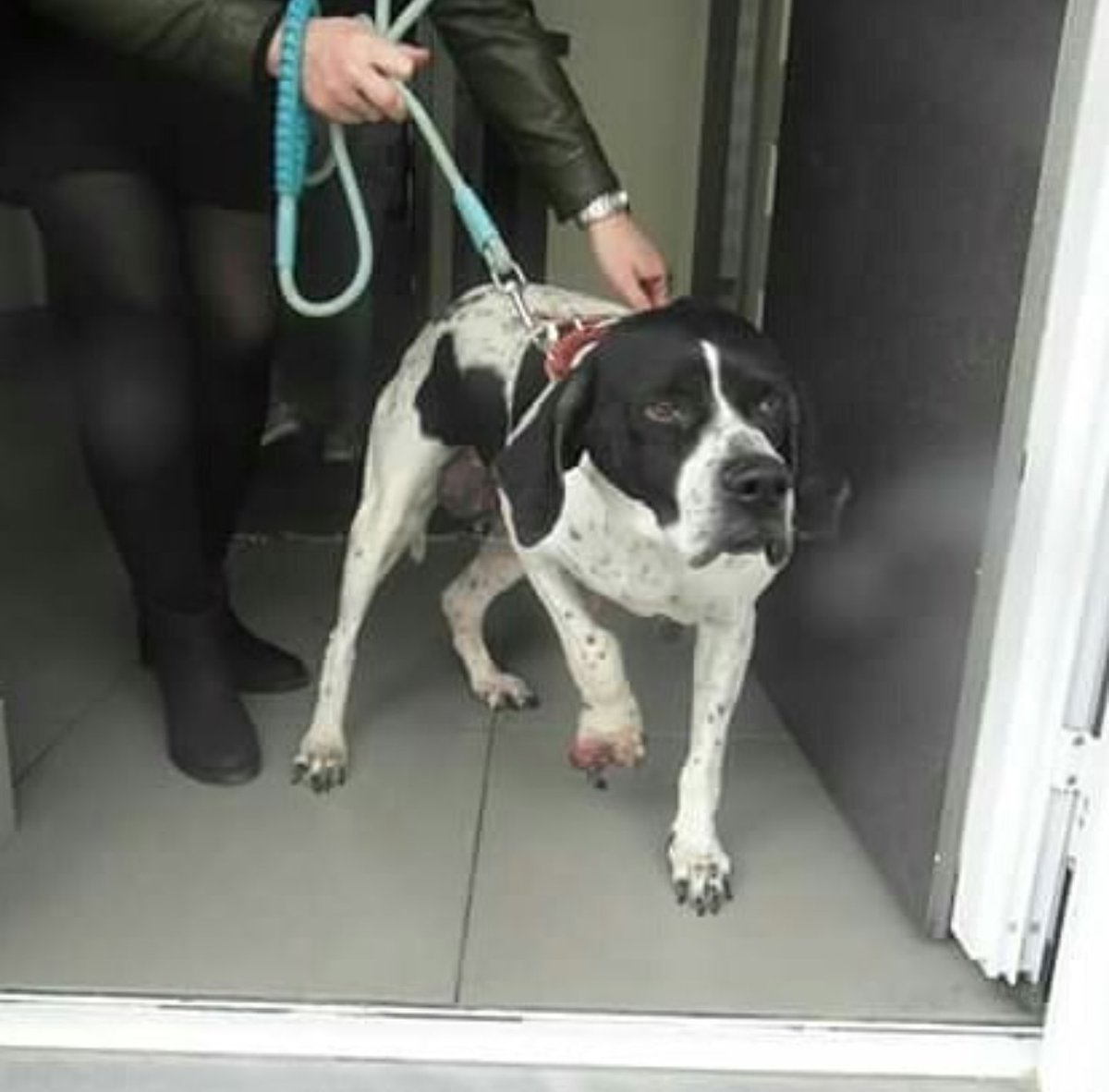 Samos Animal Welfare tweet media