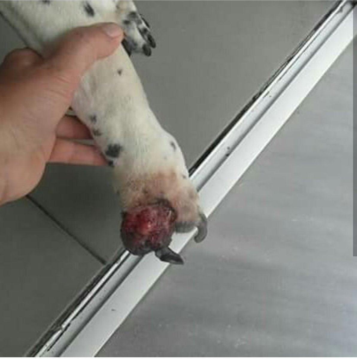 Samos Animal Welfare tweet media