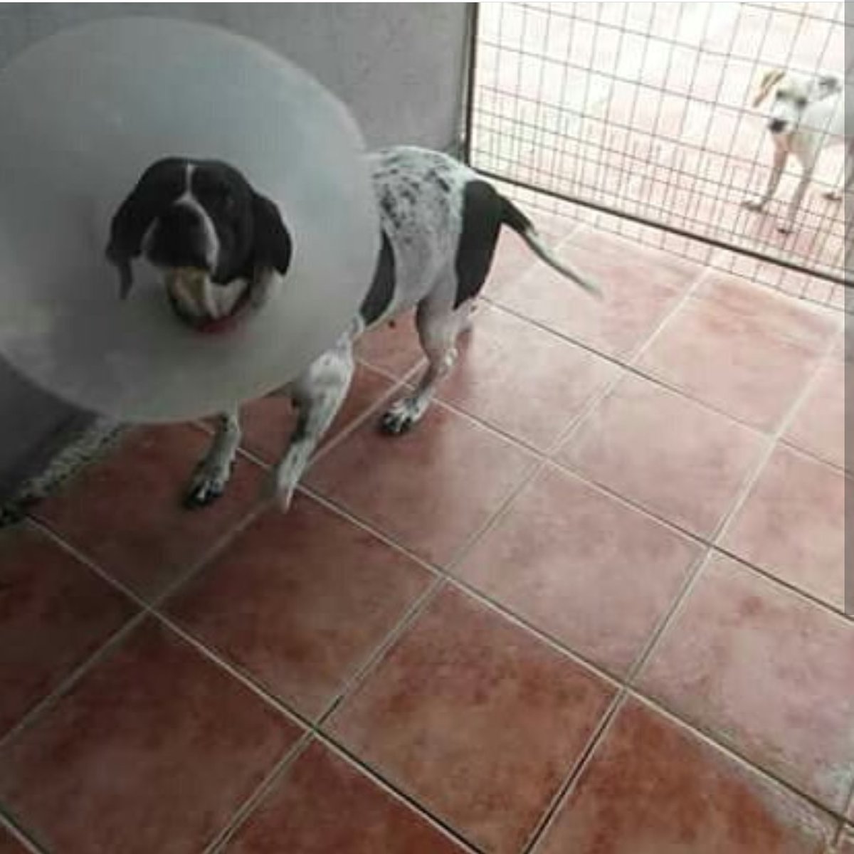 Samos Animal Welfare tweet media