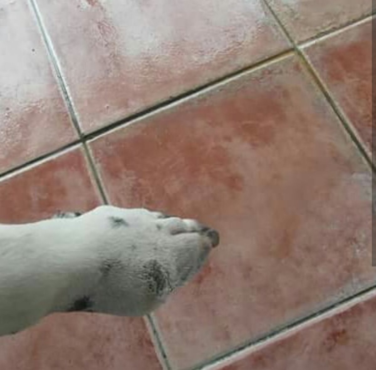 Samos Animal Welfare tweet media