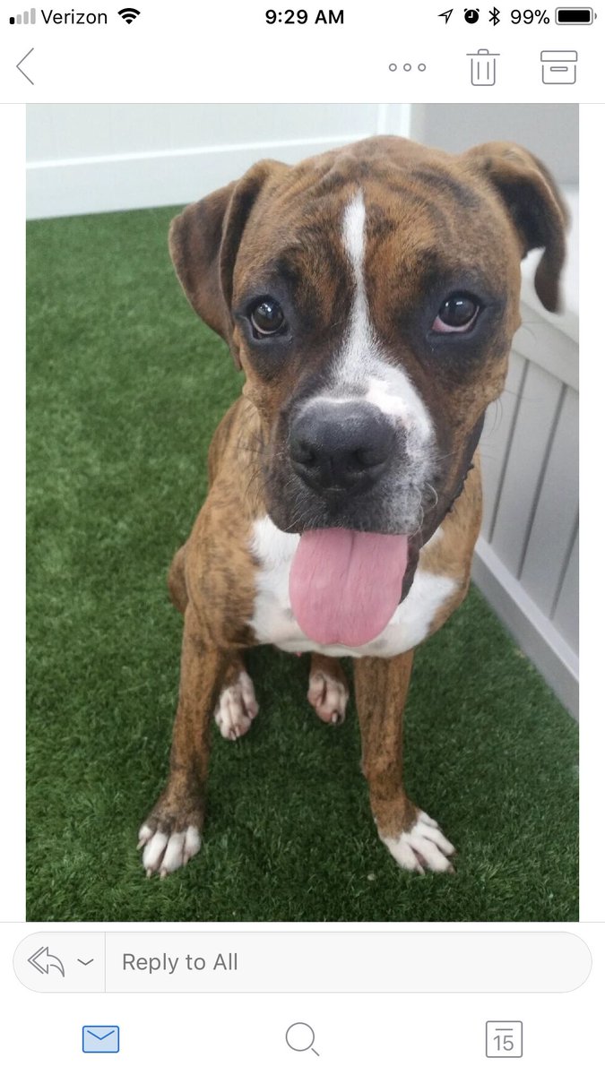 MyBlueGrace's tweet photo. When you’re waiting for your #interview &amp; you’ve clearly done your homework on the company... somebody hire this guy! @BGcareers #TheWayToOurHearts #AnimalLovers #PawsOfTheWeek #BGHires #SmartSimpleShipping https://t.co/8CDvaBG8mz