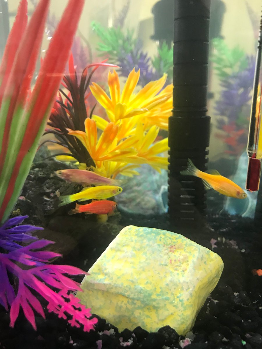 We got some office fish to distract us from all of this snow! #WhereIsSpring #NoMoreSnow