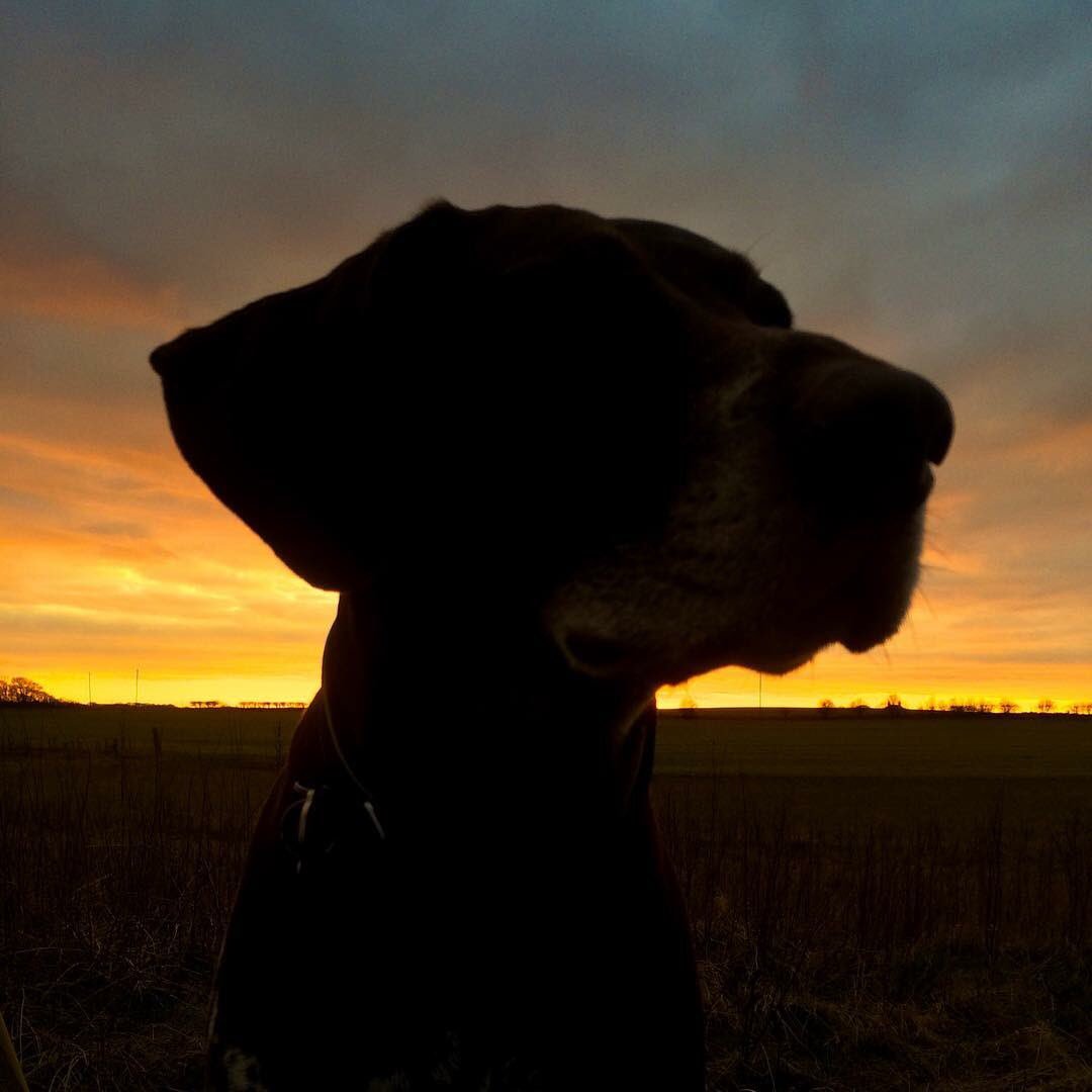 PSoderblom's tweet photo. Happy Birthday Mr H, 8 years of happiness delivered 💖 #itsadogslife https://t.co/DNe2z4gC1x