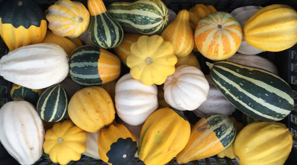 EcomercadoUy's tweet photo. La diversidad... Alimento para los sentidos... https://t.co/SdOvBS0HoY