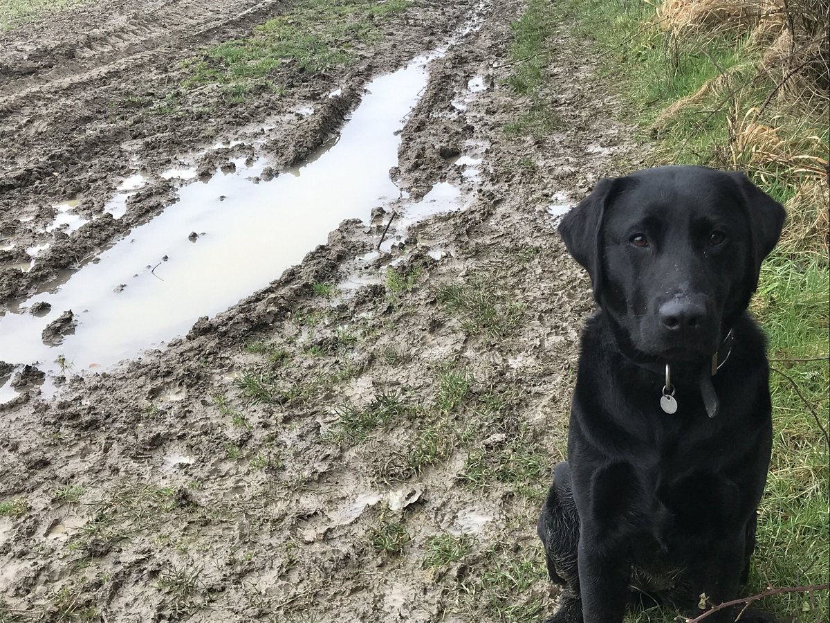 malc56's tweet photo. Muddy March Walks for Nita @HearingDogs #only4weeksleft😢 https://t.co/e8lR7mSFOz