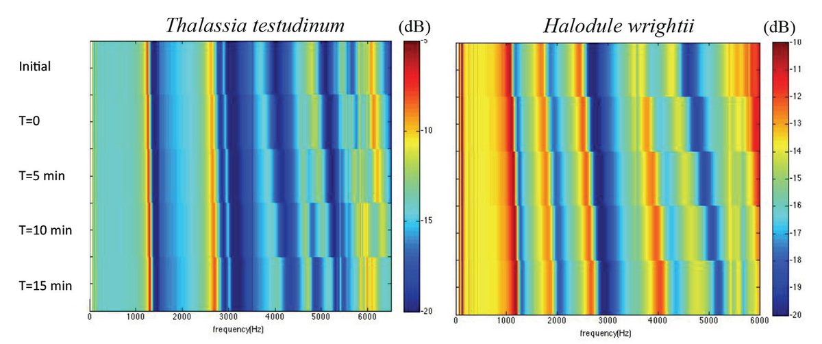 ASA_POMA's tweet photo. To improve shallow-water #SONAR, @UTAustin researchers are measuring the elastic properties and #sound speed in seagrass.  Work sponsored by @USNavyResearch .    https://t.co/cMpjKkiMm7  @AustinAcoustics #acoustics https://t.co/D42KyaZoEz