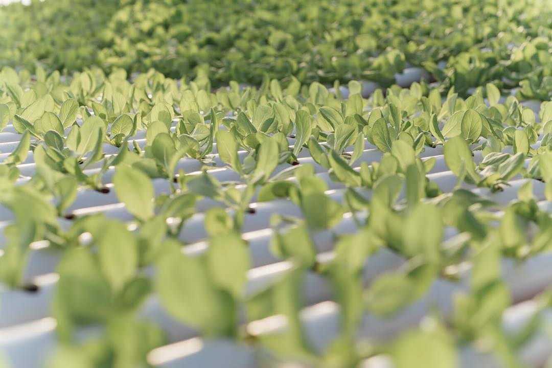 bgoodvermont's tweet photo. Baby lettuce! These guys will be in our Southwest Chicken Salads in no time. 🌱🌱🌱 
#bgood #bgoodvt #bgoodvermont #bgoodburlington #vt #vermont #burlington #burlingtonvt #burlingtonvermont #churchstreet #churchstreetmarketplace #foodwithroots #findyourroots #localfarms https://t.co/Akf6KHZTOu