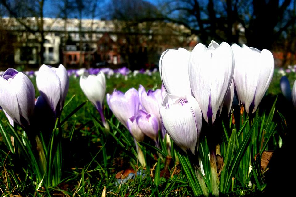 Ondanks de sneeuw en kou die komend weekend op de planning staat, de lente laat zich niet tegenhouden