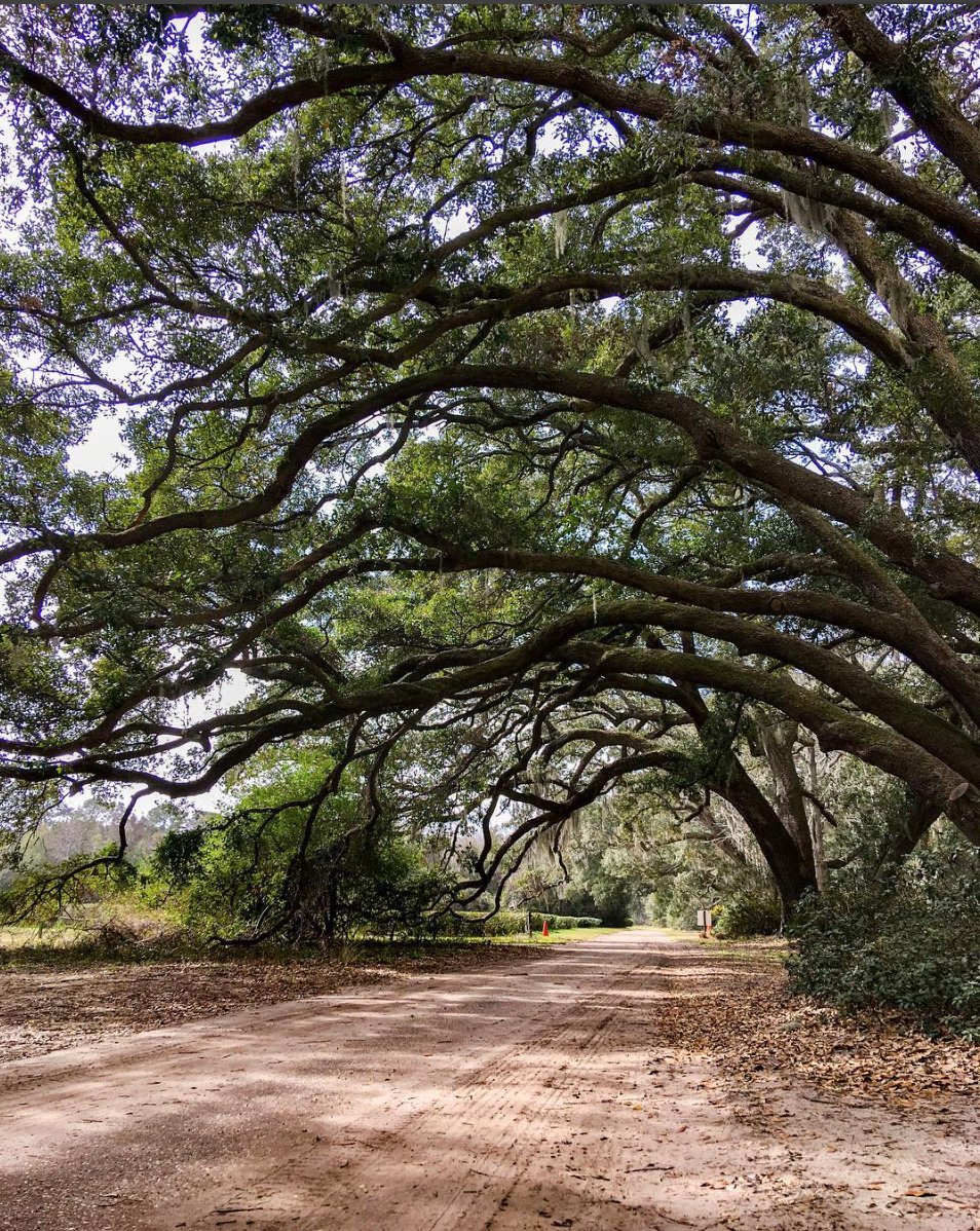 charleston_tea's tweet image. Admiring nature’s beauty today and every day at CTP. #exploreSC #charlestontea 
📷 : @ddubrall