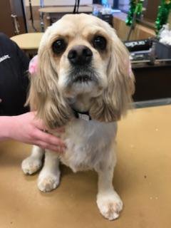 Stylist Courtney did a modified breed cut #2144 #enj #northeastgrooming <a href="/SNJDATHeather/">Heather Carmen</a> <a href="/ssklr11/">Kristie Reisenweaver</a> <a href="/Monicalovespets/">PetSmartNortheast</a>