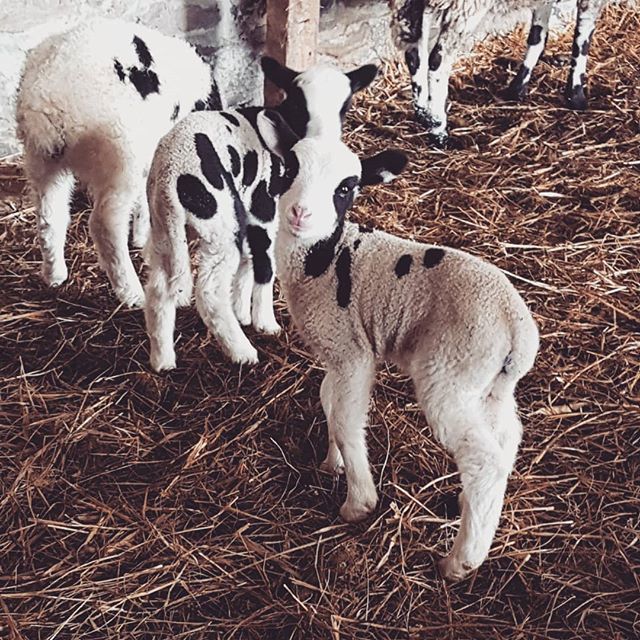 NesFarm's tweet photo. Torn between calling him Dumbo or Mickey 🙈
Those ears!
#lamb18 #JacobSheep https://t.co/8sA6hQzCD6 https://t.co/lpZB15Ds6O