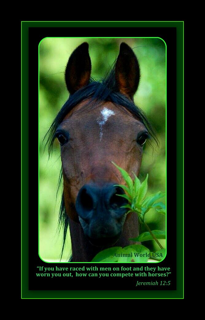 AnimalWorldUSA's tweet image. #Congress has til March 23 to come up w/ a #Budget2018. That's when current Resolution expires. #ContactYourRep 

#Stewardship 

Protect #WildHorses #BLM #Horses #Heritage #Equine #Zinke #Interior #House #ImpeachTrump #ProtectOurDemocracy #ProtectourPlanet
animalworldusa.org