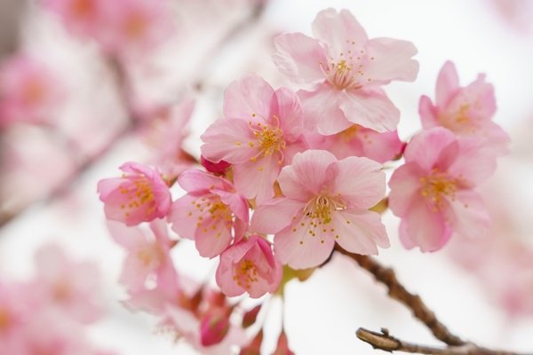 DanTravelPulse's tweet photo. 📸: 50 Ways to Get Your Cherry Blossom Fix https://t.co/b9G4UZa8j1 via @TravelPulse #travel #spring https://t.co/fDLPq3V7Gy