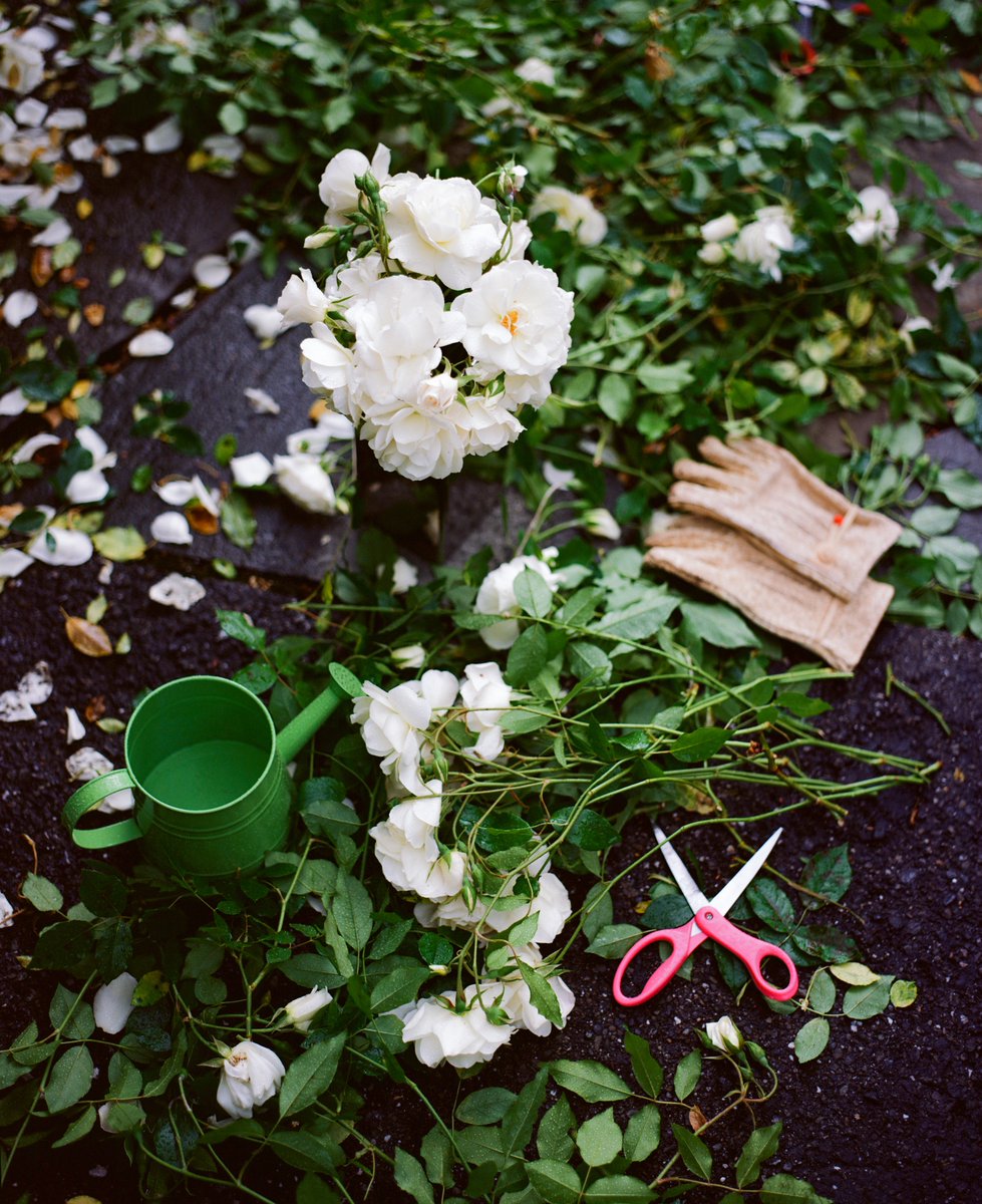 PonsMaite's tweet photo. Rain, roses and pruning, and spring! #believeinfilm #ektarplustwo #itsbeginningtolookalotlikespring https://t.co/FhHH4mxYuB