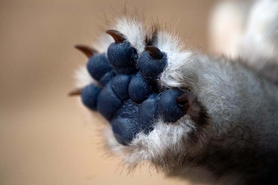 este peluche de Stitch es lo más hermoso que vas a ver el día de hoy.