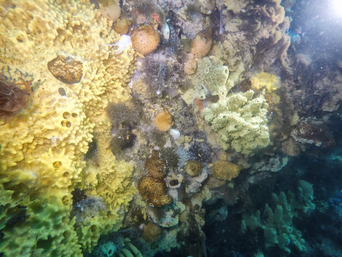 CesarAnt77's tweet photo. #SpongeThursday this is an awesome site! The big rock near the glacier at #Southbay #doumerisland #palmerarchipelago #WAP #antarctica #climantsponges #antarcticresearch #eca54 #inach Heaps of sponges! https://t.co/j2ExSBqLNV