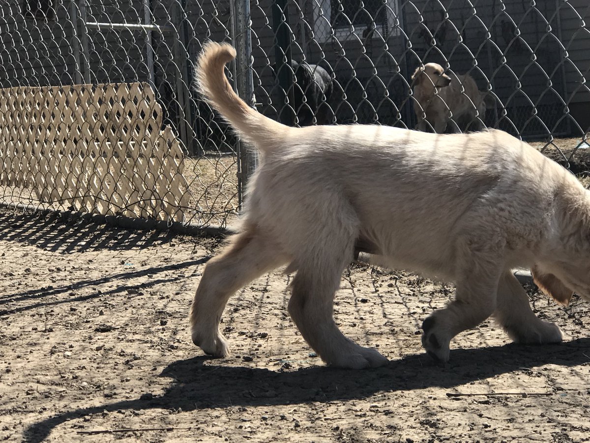 PPKennels tweet picture