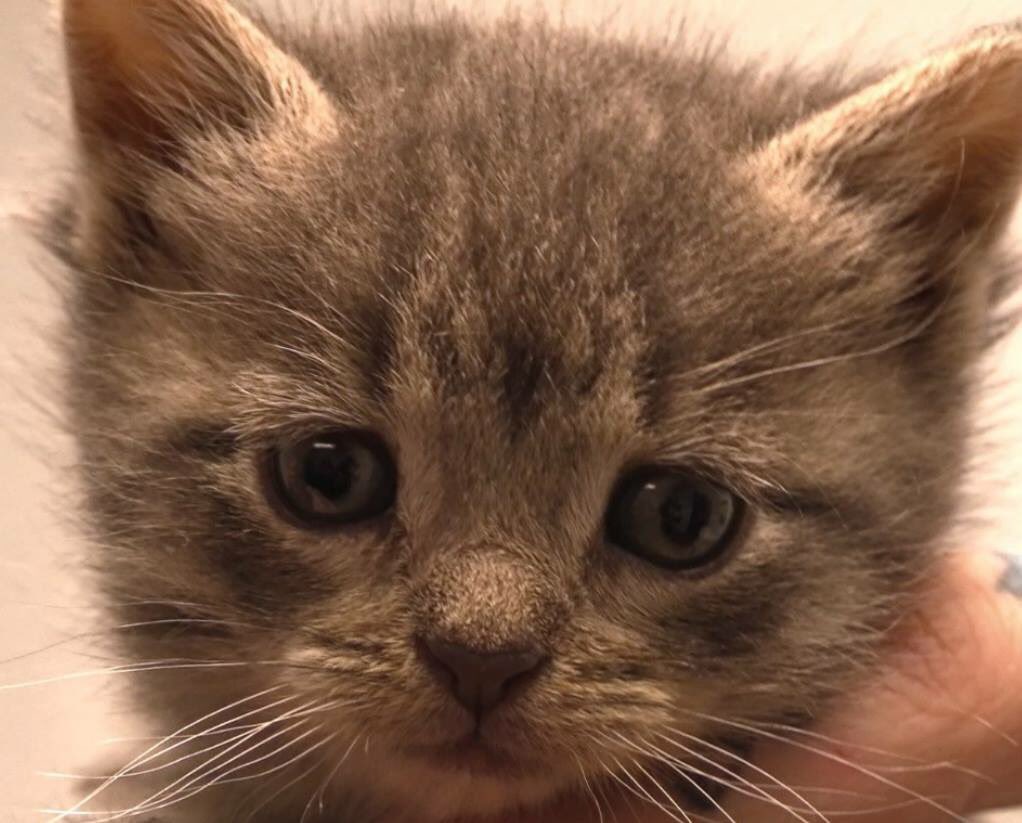 sthubertsanimal's tweet photo. The first orphaned kitten of the season has arrived at St. Hubert’s! She will spending the next couple of weeks in foster until she is available for O’doption! Meet Patty ☘️🍀☘️ #StPatricksDay #irishkitty https://t.co/aDQQPORhIa