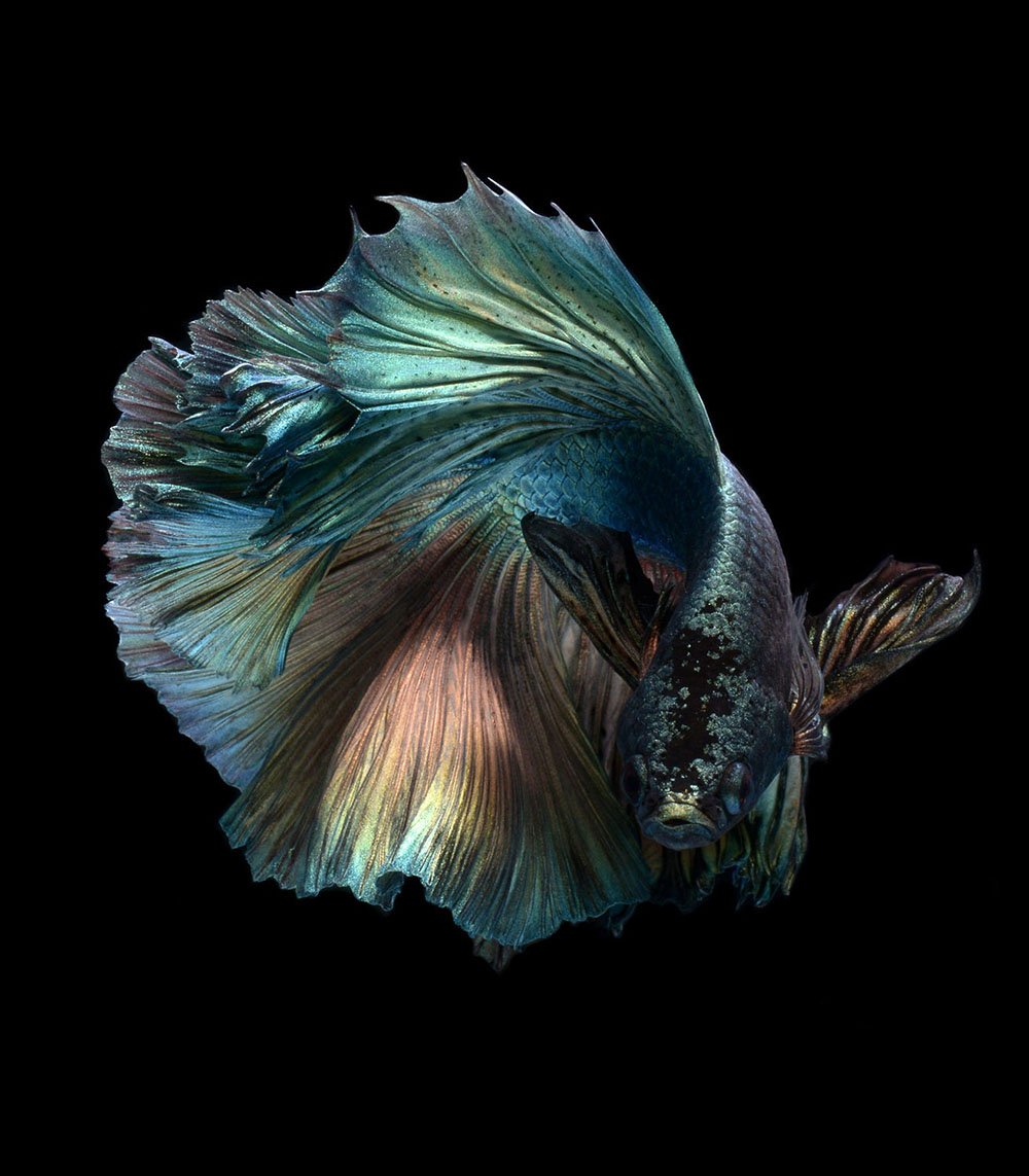 CGdrawing's tweet photo. Powerful Fish Portraits by Visarute Angkatavanich https://t.co/9DkAgKCC8n