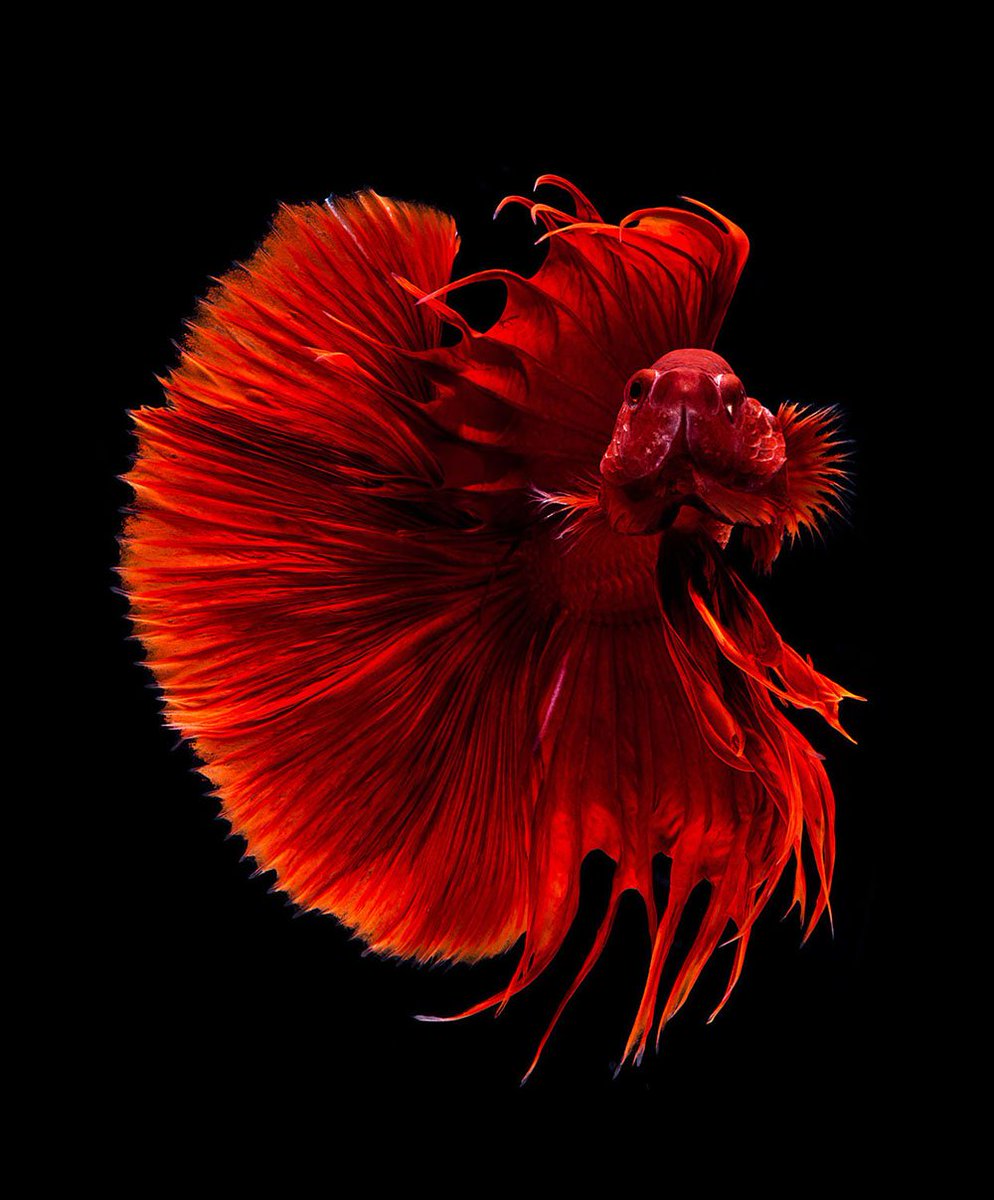 CGdrawing's tweet photo. Powerful Fish Portraits by Visarute Angkatavanich https://t.co/9DkAgKCC8n