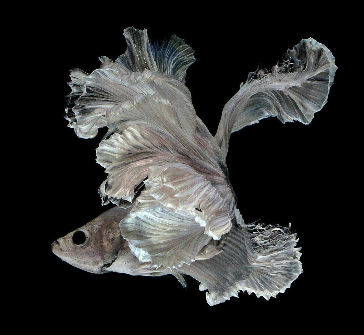 CGdrawing's tweet photo. Powerful Fish Portraits by Visarute Angkatavanich https://t.co/9DkAgKCC8n