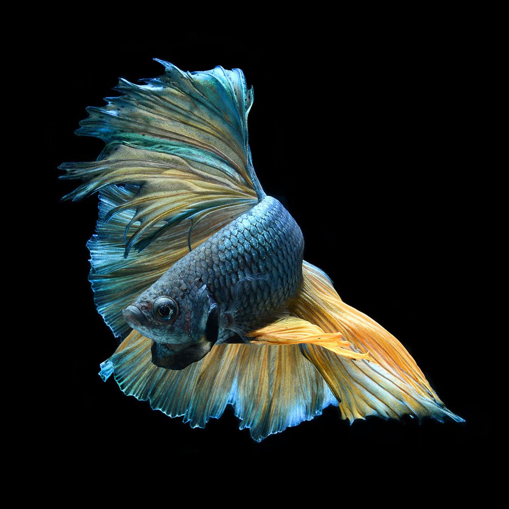 CGdrawing's tweet photo. Powerful Fish Portraits by Visarute Angkatavanich https://t.co/9DkAgKCC8n